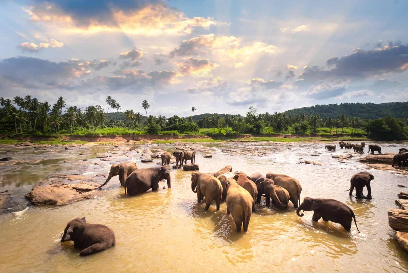 Elephant in Sri Lanka